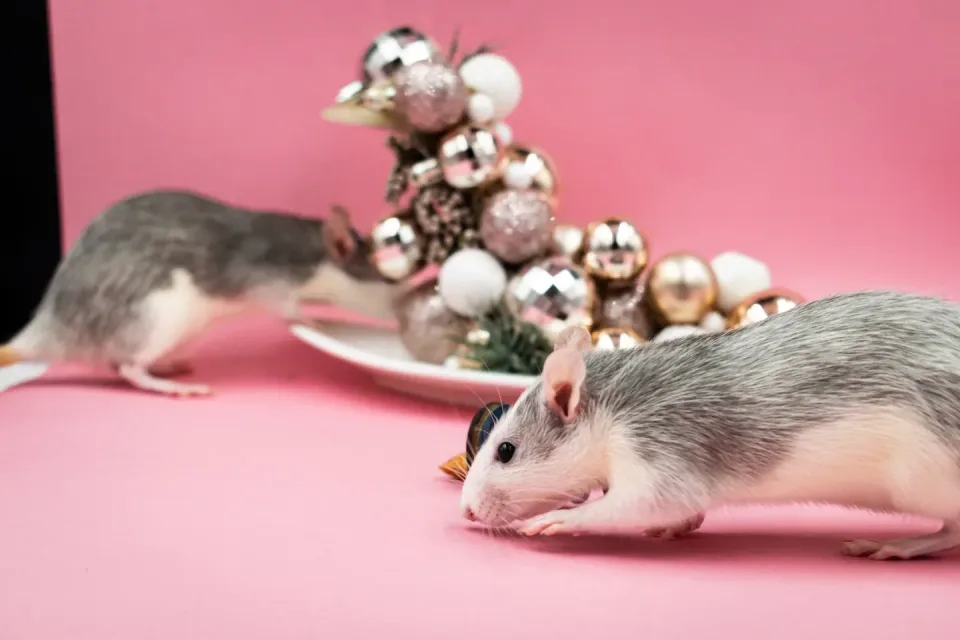 Two Rats — Pest Control Two Rats — Pest Control