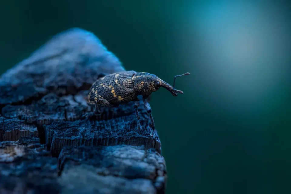 Weevil — Pest Control Weevil — Pest Control